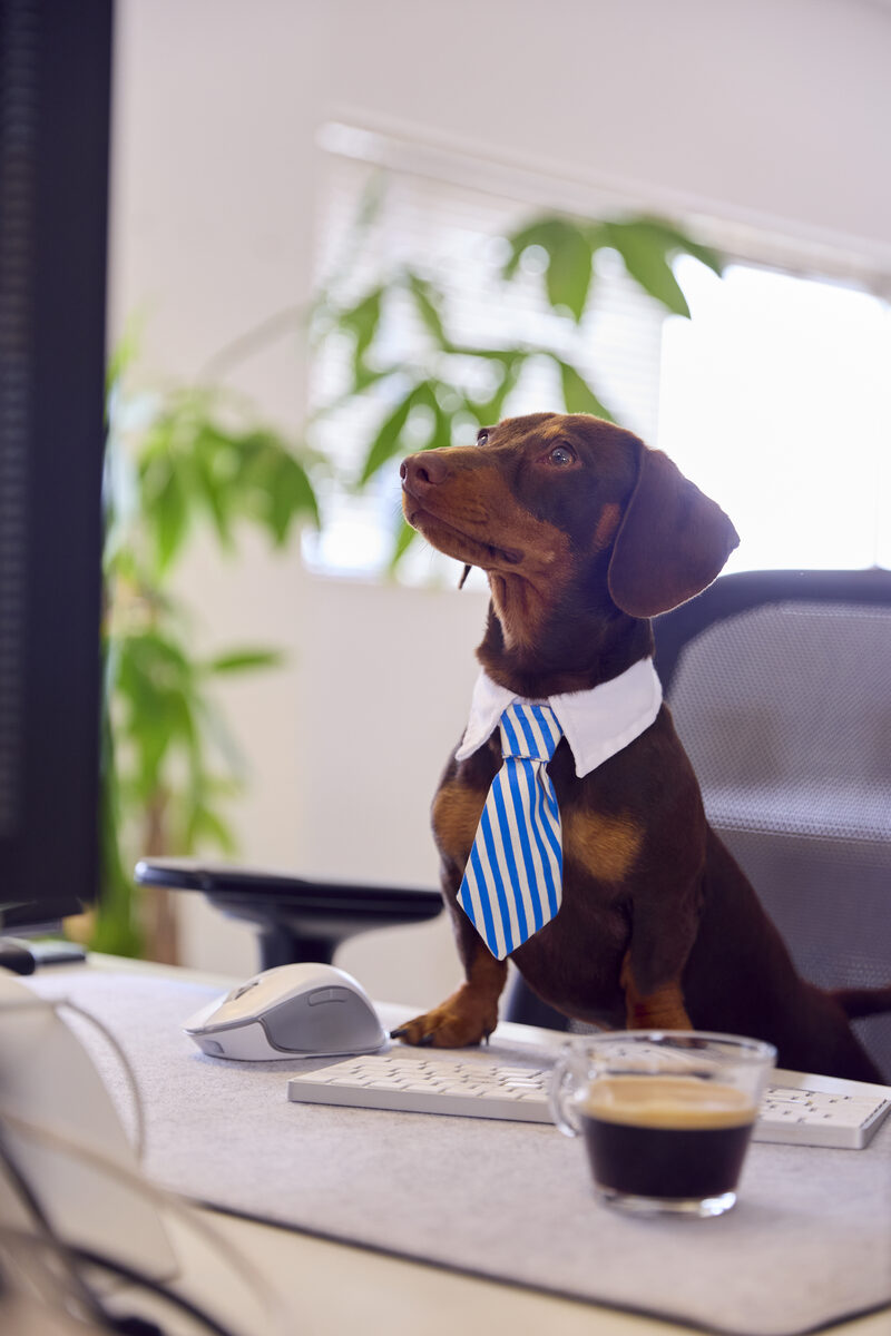 A small dog dressed up in a tiny business suit.